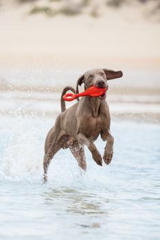Preview: Fliegende Boje (schwimmfähig)